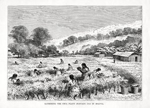 Samla kokaväxten Erythroxylum coca i Bolivia, 1877 av Unbekannt
