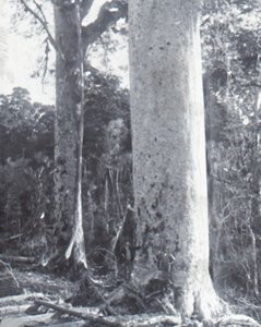 Giant Kauri Tree, sent 1800-tidigt 1900-tal. av Unbekannt