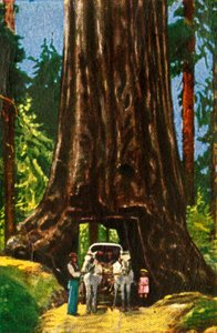 Giant Redwood i Kalifornien, c1928. av Unbekannt