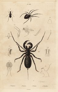 Jättevispskorpion, Mastigoproctus giganteus, skalbagge, Theratus-arter och spindelnät, Theridion-arter av Unbekannt