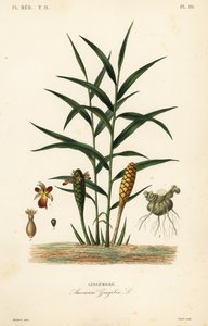 Ingefära eller ingefära, Zingiber officinale, Amomum zingiber, Gingembre av Unbekannt