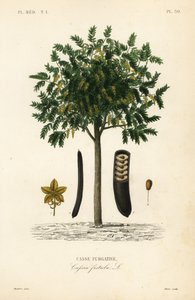 Gyllene regnträd eller canafistula, Cassia fistel, Casse purgativ av Unbekannt