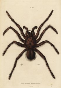 Goliath birdeater spindel, Theraphosa blondi av Unbekannt