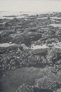 Stora barriärrevet, 1924 av Unbekannt