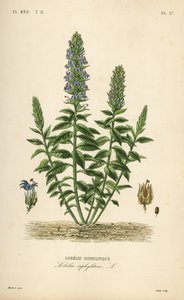 Stor blå lobelia, Lobelia siphilitica, Lobelia siphilitica, Lobelia syphilitique av Unbekannt
