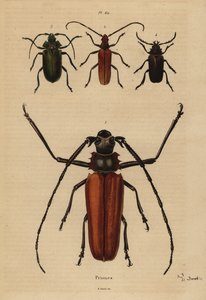 Stor långhornsbagge, Enoplocerus armillatus 1, Aegosoma scabricorne 2, Pyrodes nitidus 3 och Prionus desmaretii 4 av Unbekannt