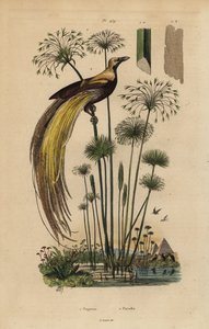 Större paradisfågel, Paradisaea apoda och papyrusgräs, Cyperus papyrus av Unbekannt