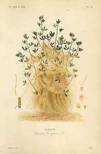 Större dodder eller European dodder, Cuscuta europaea, cuscute av Unbekannt