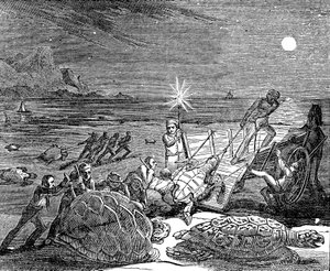 Gröna sköldpaddor och skogssköldpaddor fångade på Kubas kust, 1832 av Unbekannt