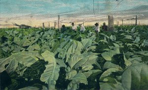 Odling av tobak, Kuba, 1909 av Unbekannt