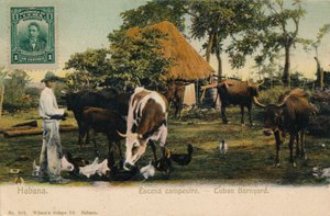 Havanna. Country Scene - Cuban Barnyard, c1910 av Unbekannt