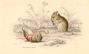 Skördemus Micromys minutus of the Old World, 1828 av Unbekannt