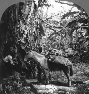 Skördar bananer, Costa Rica, 1909 av Unbekannt