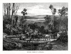 Hauling timmer, Australien, 1877 av Unbekannt