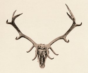 Head of a Deer, c1500-talet, 1904 av Unbekannt
