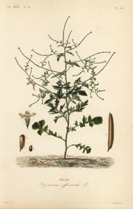 Häcksenap, Sisymbrium officinale, Erysimum officinale, Velar av Unbekannt
