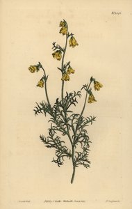 Hermannia confusa (finbladig hermannia, Hermannia tenuifolia) av Unbekannt