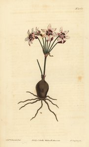Hessea cinnamomea (Glittrande blommig strumaria, Strumaria crispa) av Unbekannt