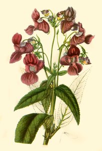 "Himalayan Balsam: Impatiens Glandulifera", 1840, 1944. av Unbekannt