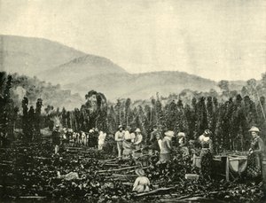 Humlplockning i Tasmanien, 1901. av Unbekannt