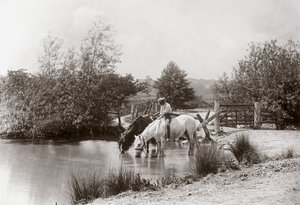 "Hästar som dricker vid damm", cirka 1890-talet av Unbekannt