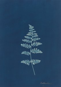 Hothocleana, c. 1850-talet. av Unbekannt