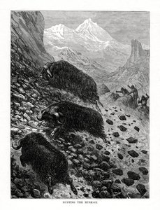 Jagar myskoxen, 1877 av Unbekannt