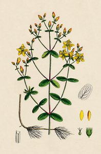 Hypericum Boeticum. Johannesört med vågblad, 1800-tal av Unbekannt
