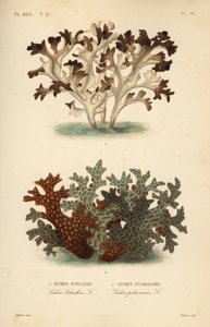 Islandsmossa, Cetraria islandica, isländsk lav och trädlungört, Lobaria pulmonaria, lunglav av Unbekannt