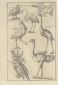 Beskrivning av boken Beskrivning av Vorgebürges des Guten Hope och deras Hottentots av Kolb, Peter och utgitt av bey Peter Conrad Monath (de, 1745) av Unbekannt