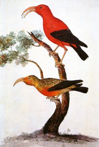 Illustration/Iiwi/Iwi/Scarlet honeycreeper/Scarlet Hawaiian Honeycreeper av Unbekannt