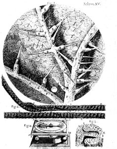 Illustrationer från den engelske mikroskopisten Robert Hookes Micrographia, 1665 av Unbekannt