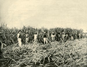I en Queensland Sugar Plantation, 1901. av Unbekannt