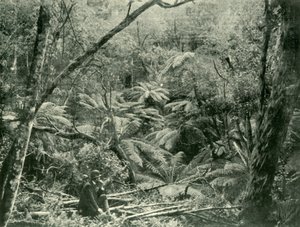 I Dandenong Ranges, 1901. av Unbekannt