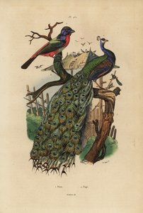 Indisk påfågel, Pavo cristatus och papegojfink, Erythrura-arter av Unbekannt