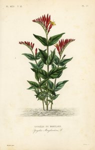 Indisk rosa eller woodland pinkrot, Spigelia marilandica, Spigelia marylandica, Spigelia du Maryland av Unbekannt