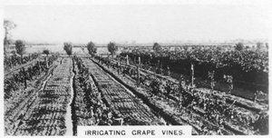 Bevattna vinrankor, Australien, 1928 av Unbekannt