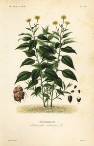 Jordärtskocka eller nål, Helianthus tuberusus, Tapinambor av Unbekannt