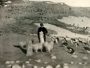 Joyce and the Dogs in the Penguin Rookery, c1908, 1909. av Unbekannt