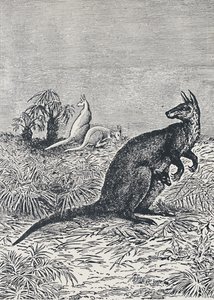 Känguru, 1924 av Unbekannt