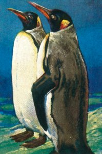 Kungspingviner, c1928. av Unbekannt
