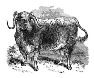 Lancashire-oxe, exemplar av de långhornade raserna, 1848 av Unbekannt