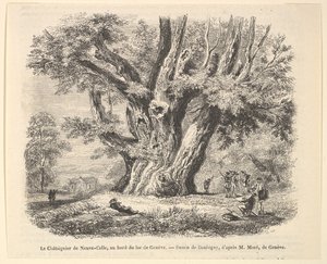 Kastanjen i Neuve-Celle, vid Genèvesjöns strand, efter Daubigny, 1835-78. av Unbekannt