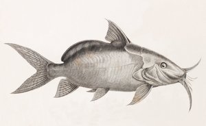 Le Pimedlode Guemel, närbild av Unbekannt