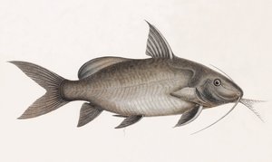 Le Pimelode Scheilan, närbild av Unbekannt