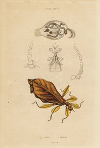 Bladinsekt, Phyllium-arter och nakensnäcka, Phylliroe-arter av Unbekannt