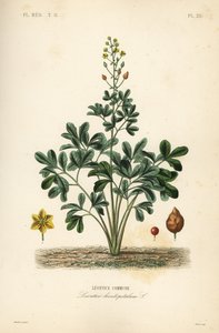 Leontice, Leontice leontopetalum, Leontice kommun av Unbekannt
