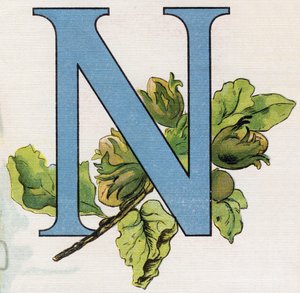 Bokstaven N: hasselnötter. Gravyr i "ABC L