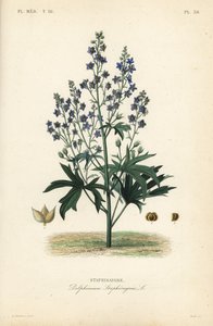 Like-Bene och Stavessere, Delphinium Staphysagriae, Staphysagri av Unbekannt