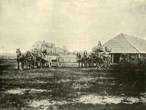 Laddar ull, Warrawooh Station, Wimmera, 1901. av Unbekannt